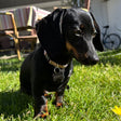 Capri, teckel nain et mascotte officielle
