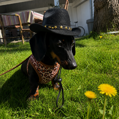 Chapeau cowboy teckel noir 