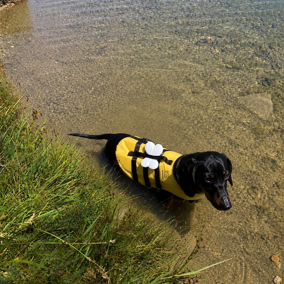 gilet de sauvetage chien abeille