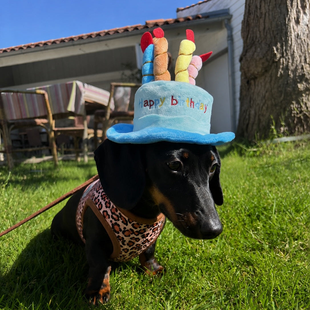 chapeau anniversaire teckel