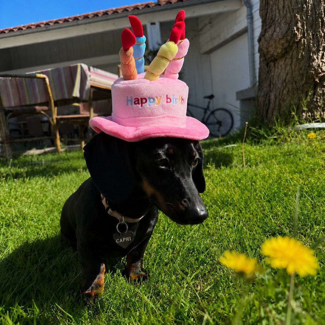 chapeau anniversaire teckel rose